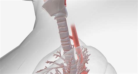 Esophagus Trachea Model