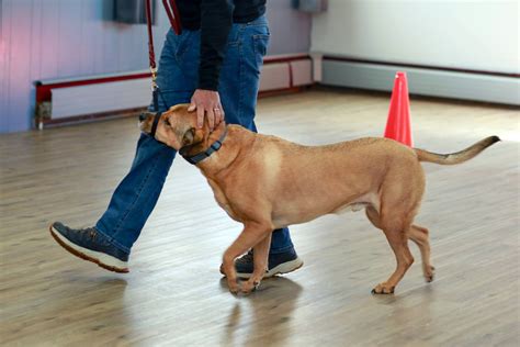 Behavior Consultations | Animal Behavior Specialists, Inc