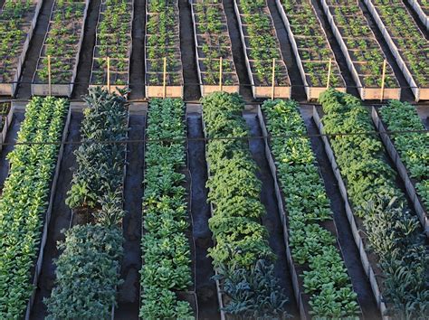 Michael Ableman | Urban Agriculture vs. Urban Horticulture