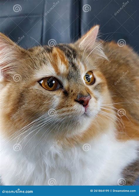 Calico Cat Kitten Cute at Car Stock Image - Image of fresh, calico: 261864199