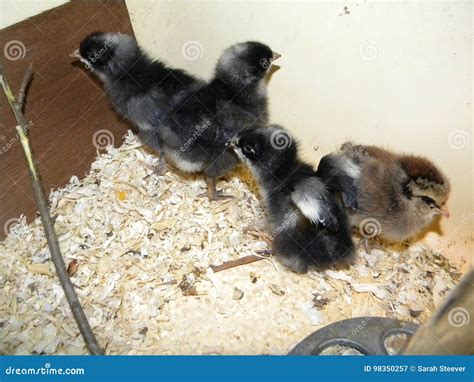 French Cuckoo Marans and Ameraucana Chicks Stock Image - Image of hens ...