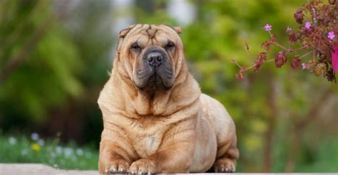 Image result for Coool Patterns for Shells