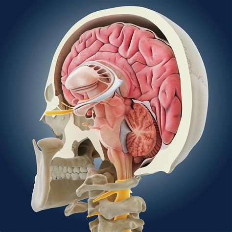 Bildergebnis für anatomy brain