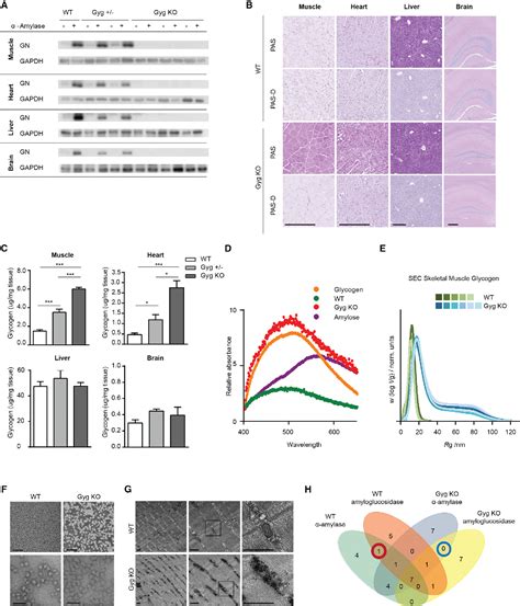 Figure 1 from Lack of Glycogenin Causes Glycogen Accumulation and ...