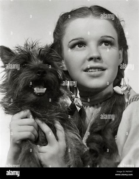 Toto Wizard Of Oz Breed Of Dog
