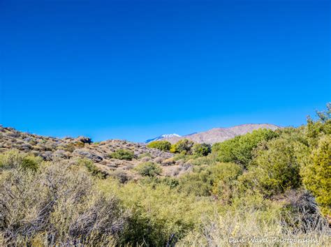 Big Morongo Canyon Preserve ~ Fall 2020 – BB Photography Studio