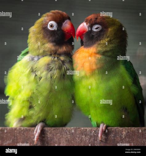 Bird Gardens, UK. 16th Feb, 2024. Oxton, Scottish Borders, Scotland Signs of spring and love is ...