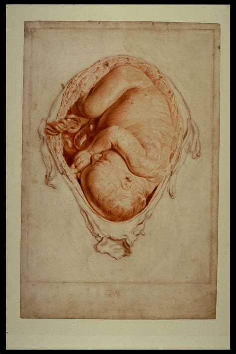 Gravid Uterus