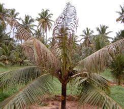 TNAU Agritech Portal :: Crop Protection