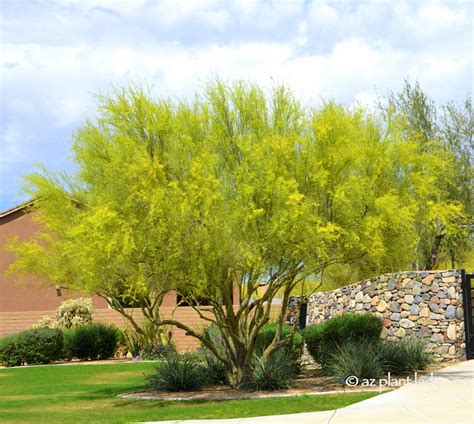 Learn About the Desert's Iconic Tree: The Palo Verde