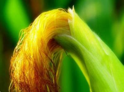 玉米须的功效与作用及禁忌症，玉米须是治病“良药” - 米粒谷