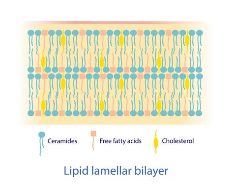 Fatty Acids Of Lipid Bilayer at Liza Tinker blog