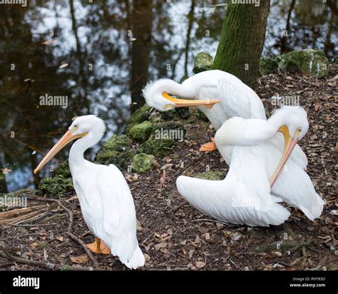 How Birds Clean Themselves: A Fascinating Look At Their Grooming Habits