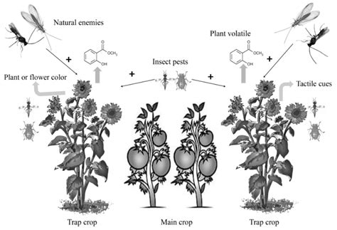 Application of Trap Cropping as Companion Plants for the Management of ...