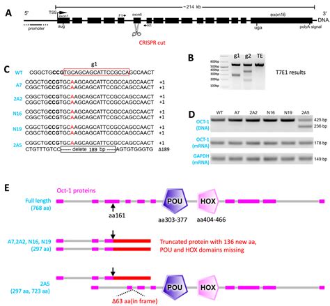 Bovine Transcription Factor POU Class 2 Homeobox 1 (POU2F1/Oct1) Protein Promotes BoHV-1 ...