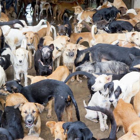 How Does Dog Meat Taste Like