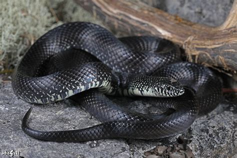 Are King Snakes Venomous