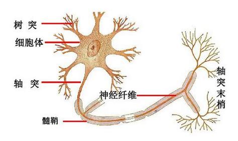 神经与神经纤维的关系图片