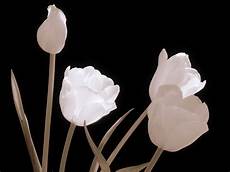 fiori in bianco e nero ste foto artistiche e poster d autore con bianco e fiori in bianco e nero ste foto artistiche e poster d autore con bianco e