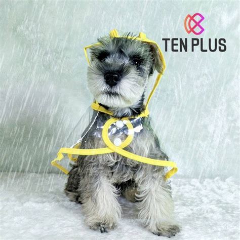 Pet Four-Legged Raincoat Clothes For Dogs, Suitable For Small Dogs Such ...