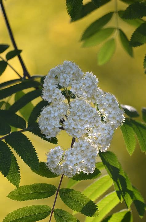 Rowanberry Rowan Blossoms - Free photo on Pixabay