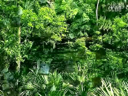 大自然森林美景-旅游视频-搜狐视频