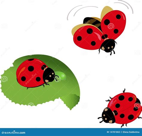 Cute lady-bugs stock vector. Illustration of sting, leaf - 14781865