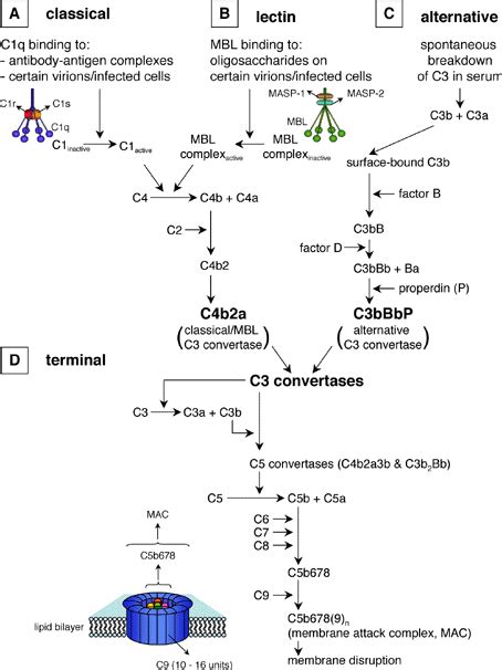 Image result for Complement Cascade Model