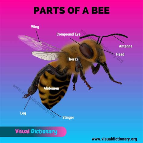 Bee anatomy useful list of 14 body parts of a honey bee – Artofit