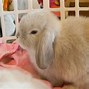 Image result for American Fuzzy Lop Rabbit