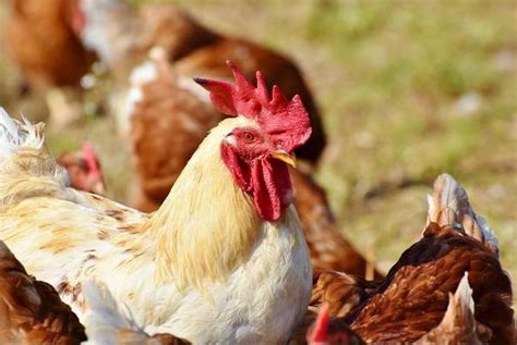 不妙：美国现首例人类感染H5N1禽流感途径是… ＊ 阿波罗新闻网