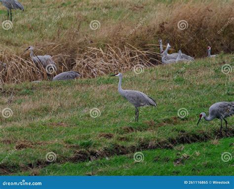 Closeup Shot of Mass Fall Migration of Sandhill Cranes in Indiana, USA Stock Image - Image of ... - migration of sandhill cranes