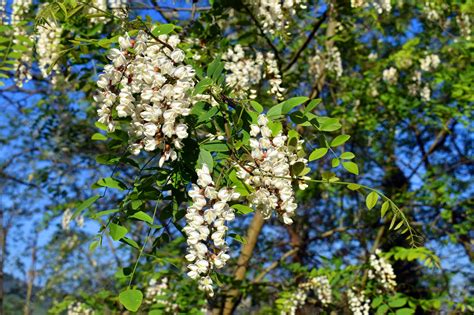 Premium Photo | Black locust flowers robinia pseudoacacia