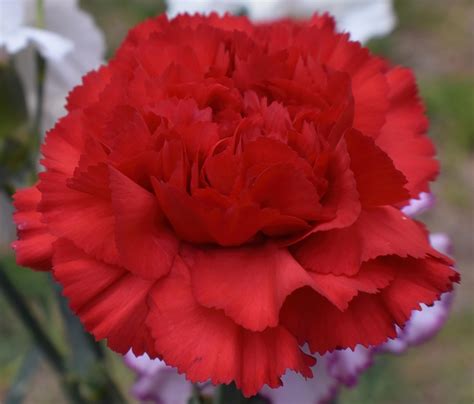 200+ Free Red Carnation & Carnation Images - Pixabay