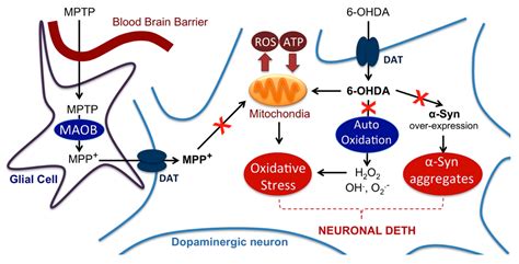 Neuroprotective Effect of CR-777, a Glutathione Derivative of ...