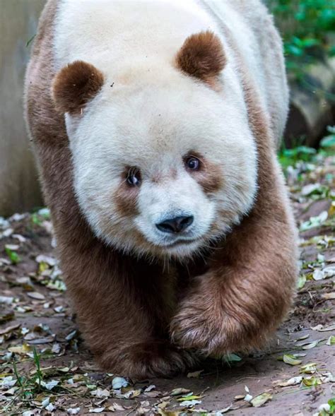 Private Giant Panda "Qizi" Day Tour in Xi'an (Chinese and English tour guides accompany you ...