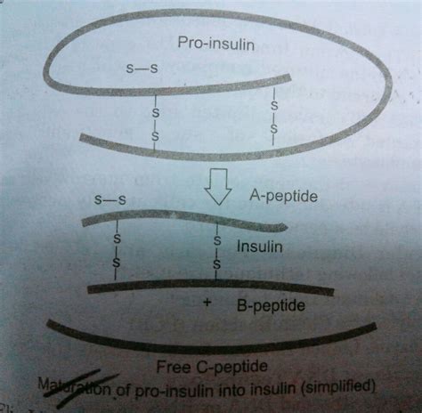 Name of technique use by eli lilly for obtaining insulin - Brainly.in
