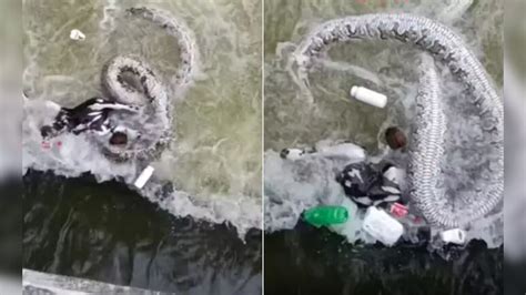 शिकार के चक्कर में नहर में फंसा शिकारी, देखें कैसे पानी के अंदर आखिरी ...