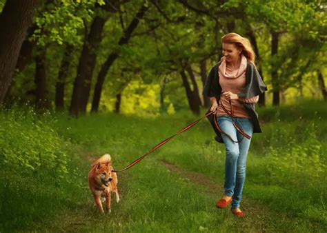 Shiba Inu vs Akita: Decoding the Differences Between These Japanese Breeds
