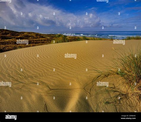 Pismo beach state preserve hi-res stock photography and images - Alamy