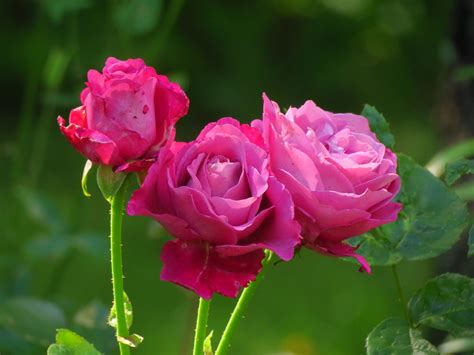 ASTON BASAGIC FUNERAL HOME - Home