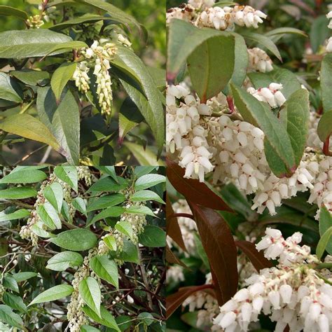 Seeds for Planting, Leucothoe Axillaris Seeds, Coastal Doghobble, Coast ...