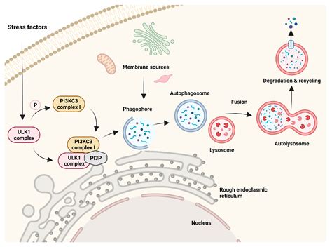 Cardiac Glycosides as Autophagy Modulators