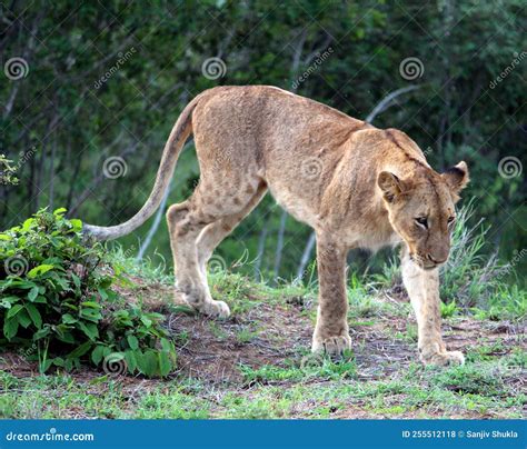 Sub-adult African Lion (Panthera Leo) Resting in Kruger National Park ...