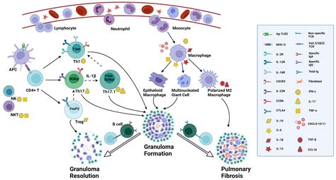 Frontiers | The Role of Diverse Immune Cells in Sarcoidosis