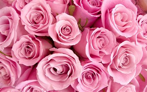 25 Lovely Pink Flowers Background Images