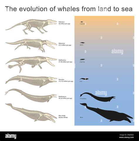 The evolution of whales from land to sea Stock Photo - Alamy