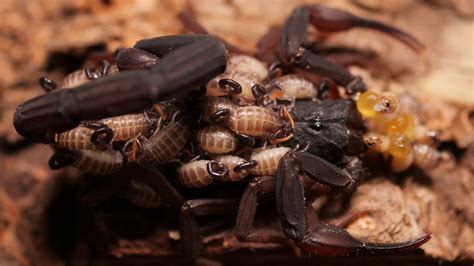 Centruroides gracilis (Florida Bark Scorpion) Care — The Tarantula Collective