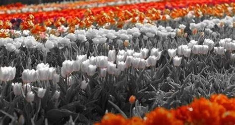 How to Add Selective Color Effect to Your Videos