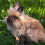 Image result for Smallest Rabbit